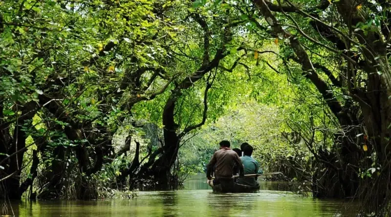 রাতারগুল সোয়াম্প ফরেস্ট Ratargul Swamp Forest