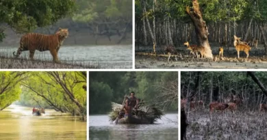 সুন্দরবন Sundarban