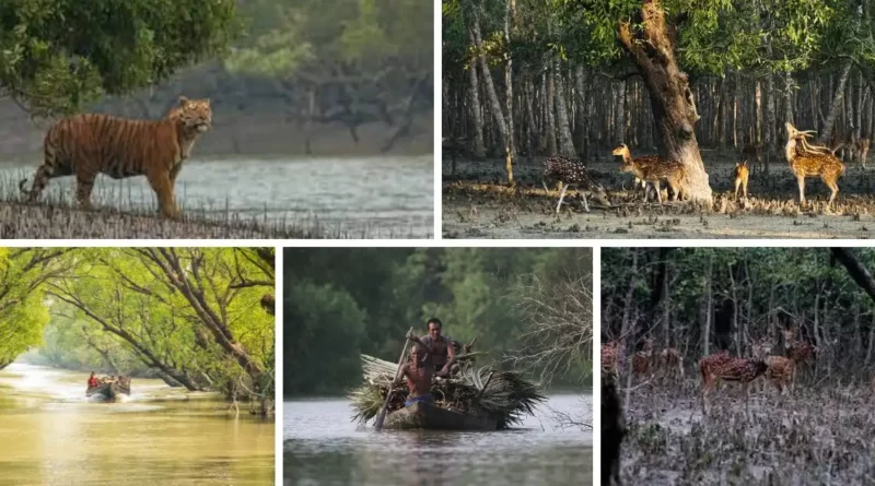সুন্দরবন Sundarban